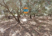 Chalet independiente con terreno en venta en la España, Posadas, ref: TR253779 foto