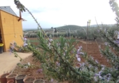 Finca rústica en venta en la España, Posadas, ref: TR276606 foto