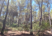 Villa con terreno en venta en Jávea ref: TR110020 foto