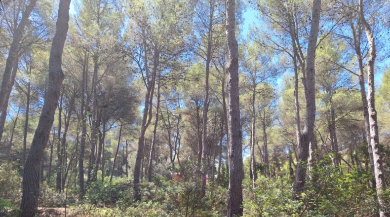 Alicante - Jávea - 13400m2