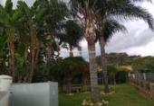Vil·la amb terreny en venda a Estepona ref.: TR108840 foto