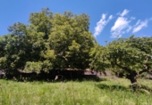 Chalet independiente con terreno en venta en Bielsa ref: TR188094 foto