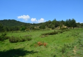 Finca rústica en venda a Boltanya ref.: TR191113 foto
