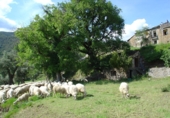 Chalet independiente con terreno en venta en Araguás ref: TR186615 foto