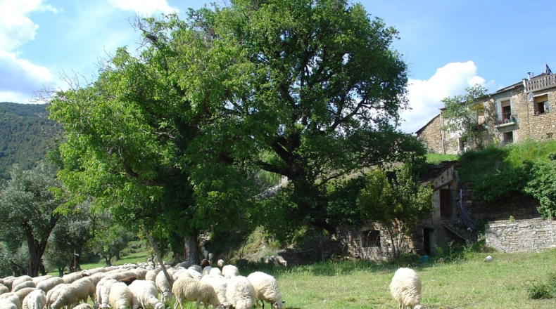 Huesca - Araguás - 600m2