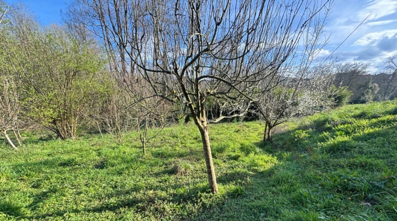 Cantabria - Hazas de Cesto - 1500m2