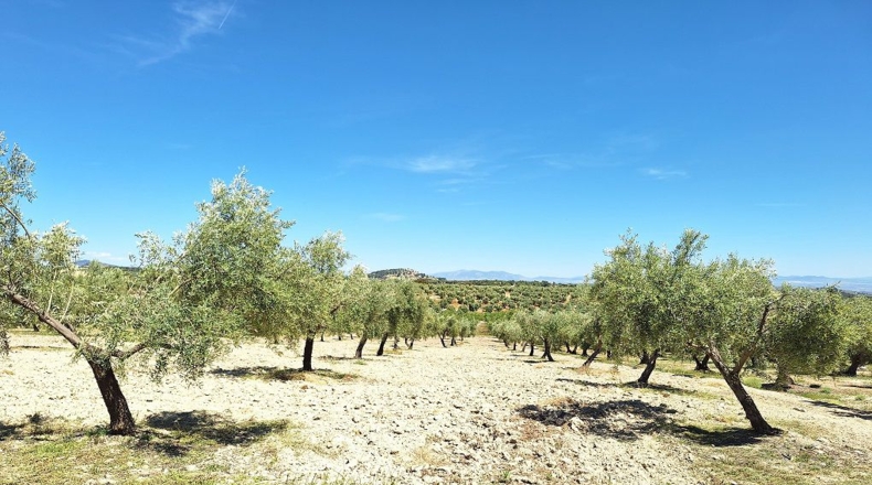 Granada - Castril - 3977m2