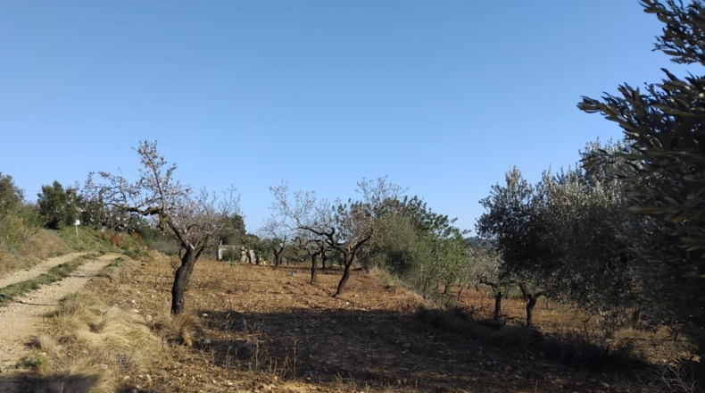 Castellón - Vall d'Alba - 5658m2