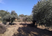 Finca rústica en venda a la Vall d'Alba ref.: TR278880 foto