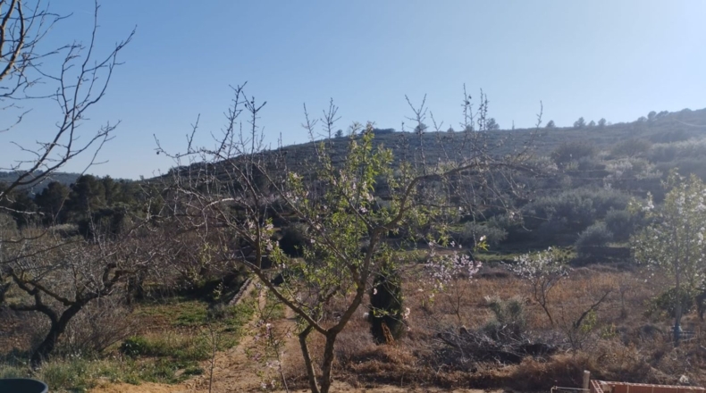 Castellón - Vall d'Alba - 5658m2