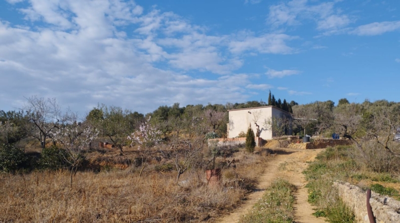 Castellón - Vall d'Alba - 5658m2