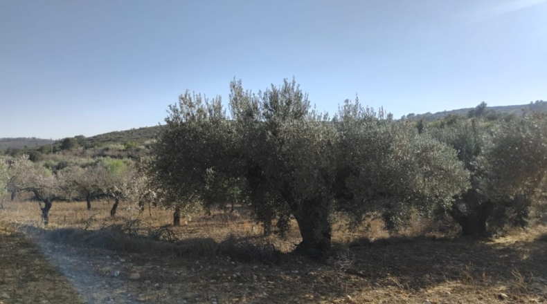 Castellón - Vall d'Alba - 5658m2