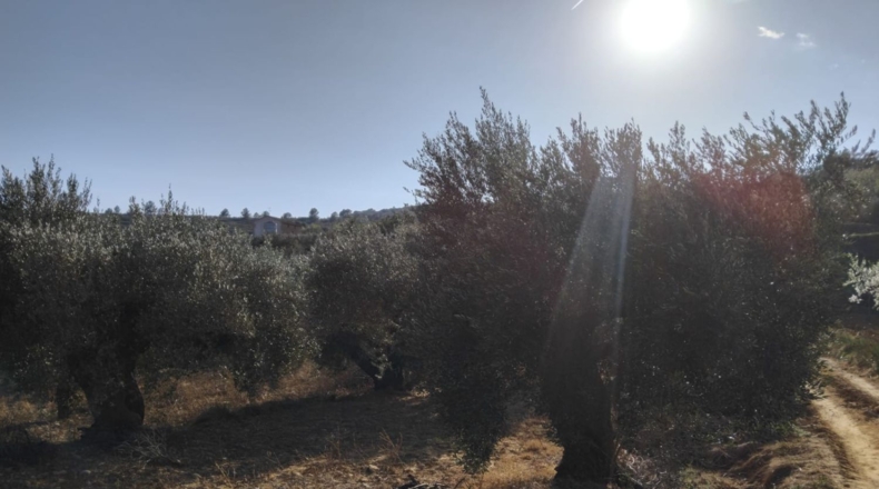 Castellón - Vall d'Alba - 5658m2