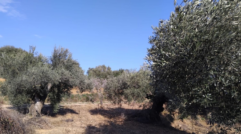 Castellón - Vall d'Alba - 5658m2