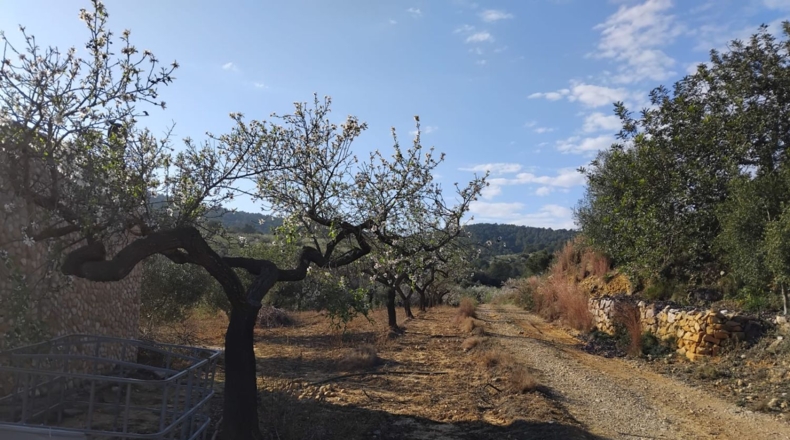 Castellón - Vall d'Alba - 5658m2