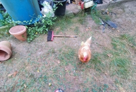 Foto 5