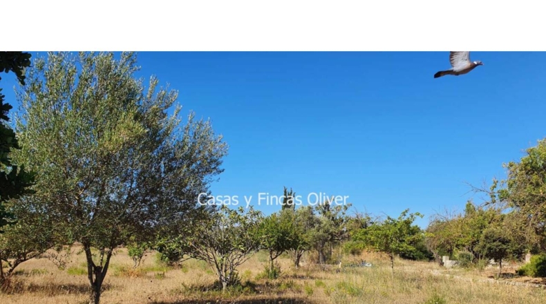 Balearic Islands - Inca - 10426m2