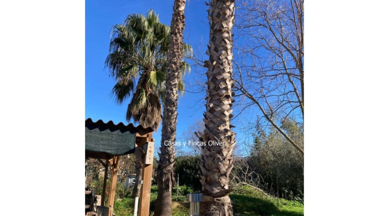 Balearic Islands - Inca - 1485m2