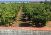 Finca rústica en venta en Alcanar ref: TR332088 foto