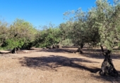 Finca rústica en venta en Tortosa ref: TR339900 foto