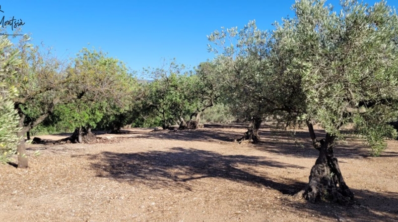 Tarragona - Tortosa - 8000m2