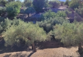 Finca rústica en venta en Tortosa ref: TR339900 foto