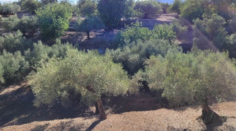 Tarragona - Tortosa - 8000m2