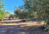 Finca rústica en venta en Tortosa ref: TR339900 foto