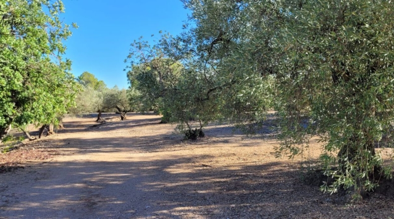 Tarragona - Tortosa - 8000m2