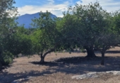 Finca rústica en venta en Tortosa ref: TR339900 foto
