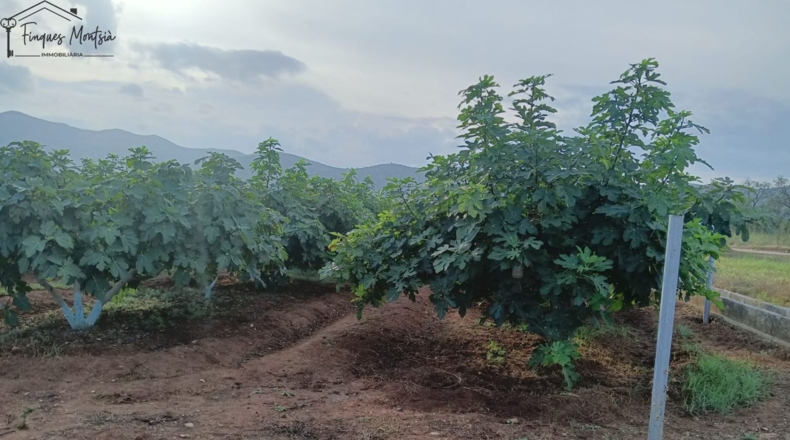 Tarragona - Ульдекона - 11848m2