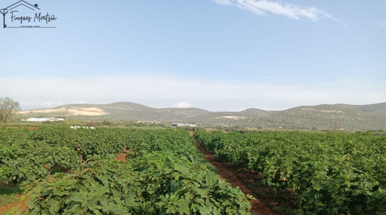 Tarragona - Ульдекона - 11848m2