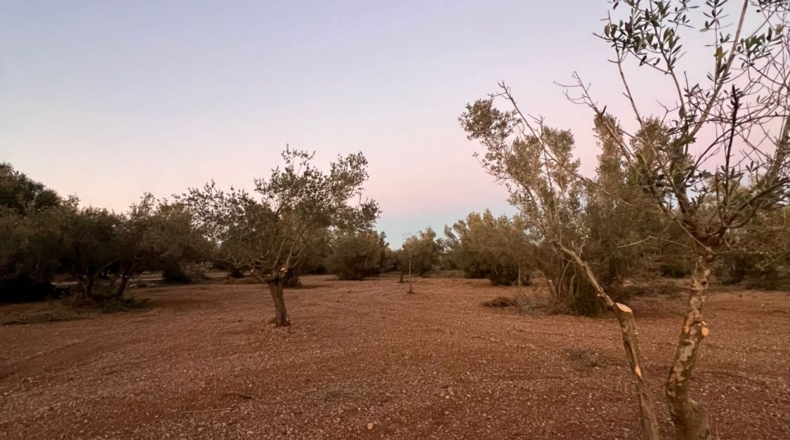 Tarragona - Ulldecona - 14990m2
