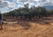 Rural estate for sale in Freginals ref: TR355241 photo