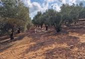 Rural estate for sale in Freginals ref: TR355241 photo
