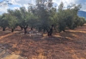 Rural estate for sale in Freginals ref: TR355241 photo