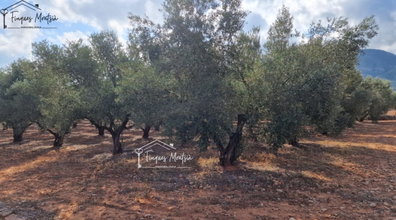 Tarragona - Freginals - 3079m2