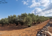 Rural estate for sale in Freginals ref: TR355241 photo