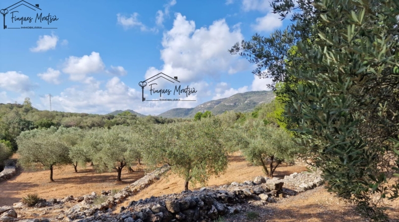 Tarragona - Freginals - 8677m2