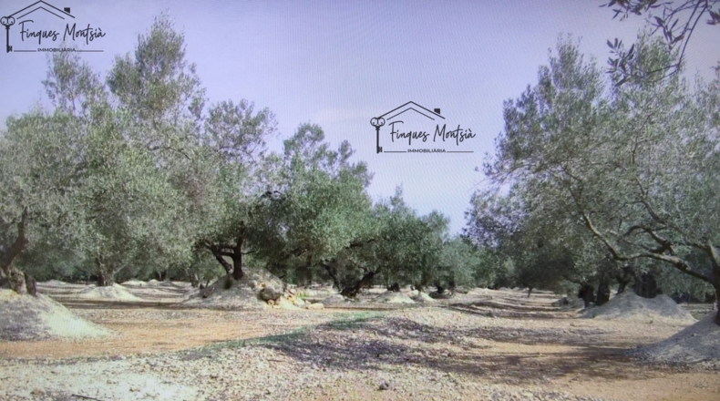 Tarragona - Camarles - 22636m2