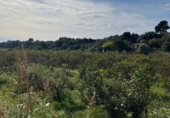 Finca rústica en venta en Tortosa ref: TR360601 foto