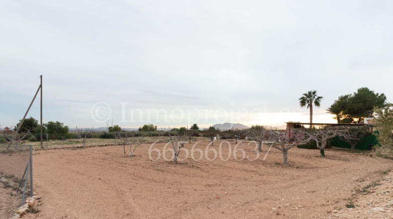 Alicante - Crevillente - 6000m2