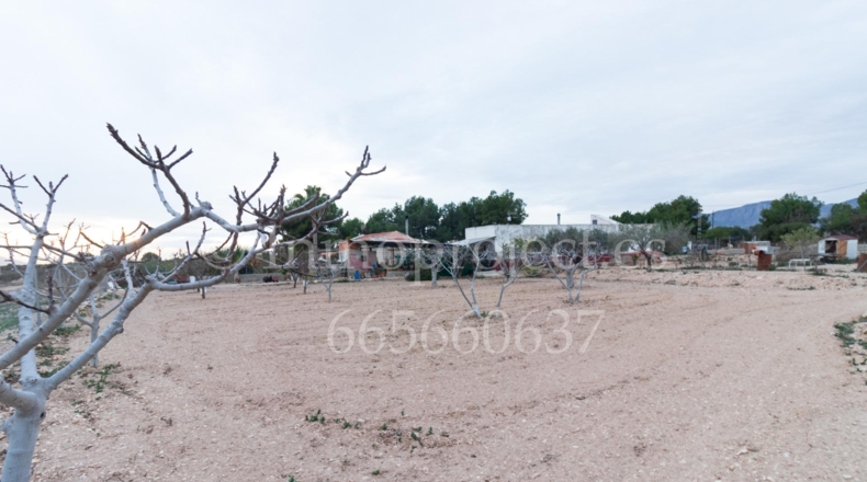 Alicante - Crevillente - 6000m2