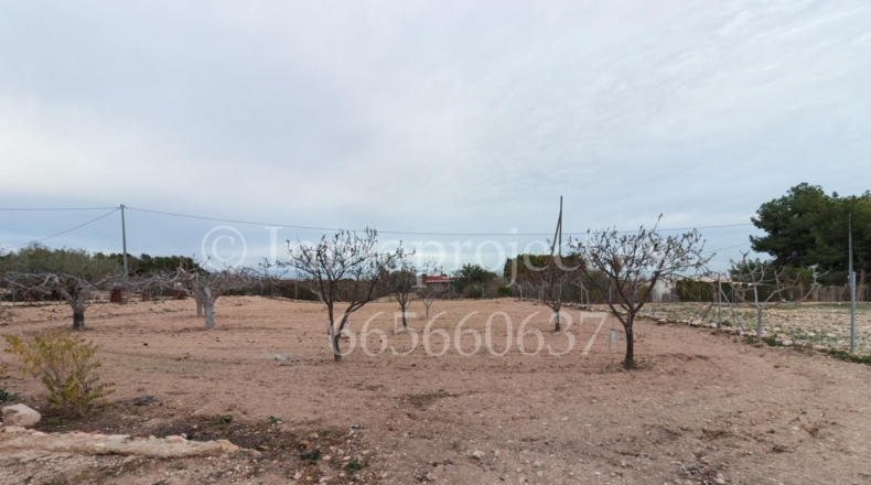 Alicante - Crevillente - 6000m2