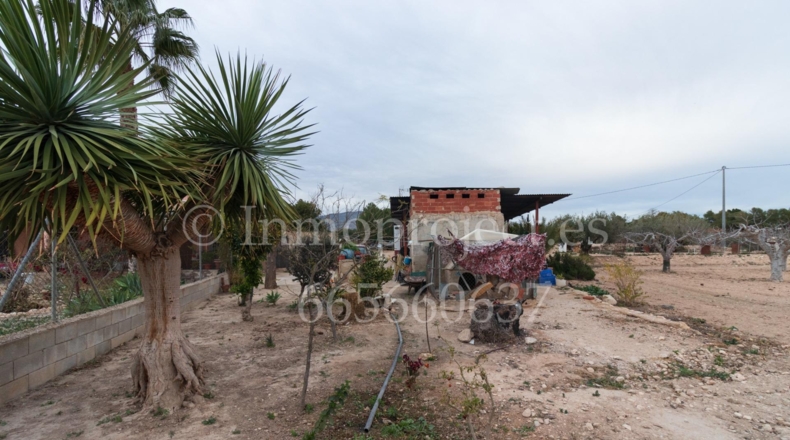 Alicante - Crevillente - 6000m2
