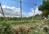 Finca rústica en venda a Jerez de la Frontera ref.: TR394587 foto