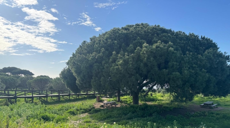 Cádiz - Sanlúcar de Barrameda - 427m2