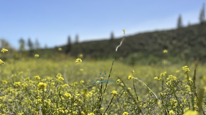 Las Palmas - San Bartolomé de Tirajana - 13138m2