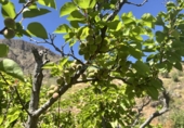 Finca rústica en venta en San Bartolomé de Tirajana ref: TR396835 foto