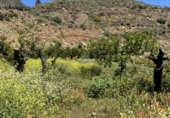 Finca rústica en venta en San Bartolomé de Tirajana ref: TR396835 foto